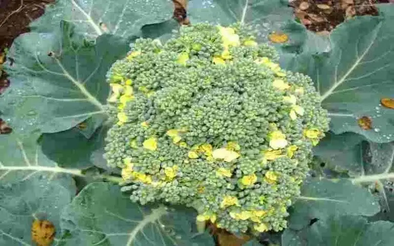 Brocoli