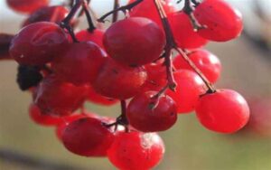 Red Berries