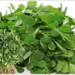 Fenugreek-leaves