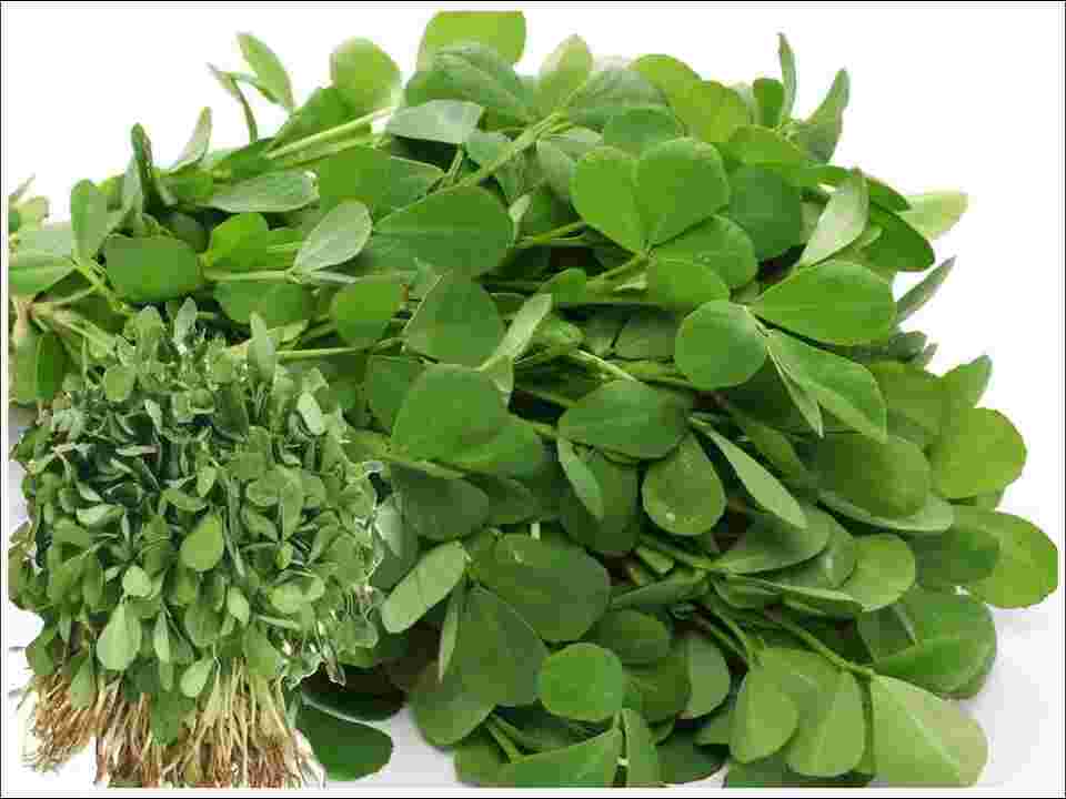 Fenugreek-leaves